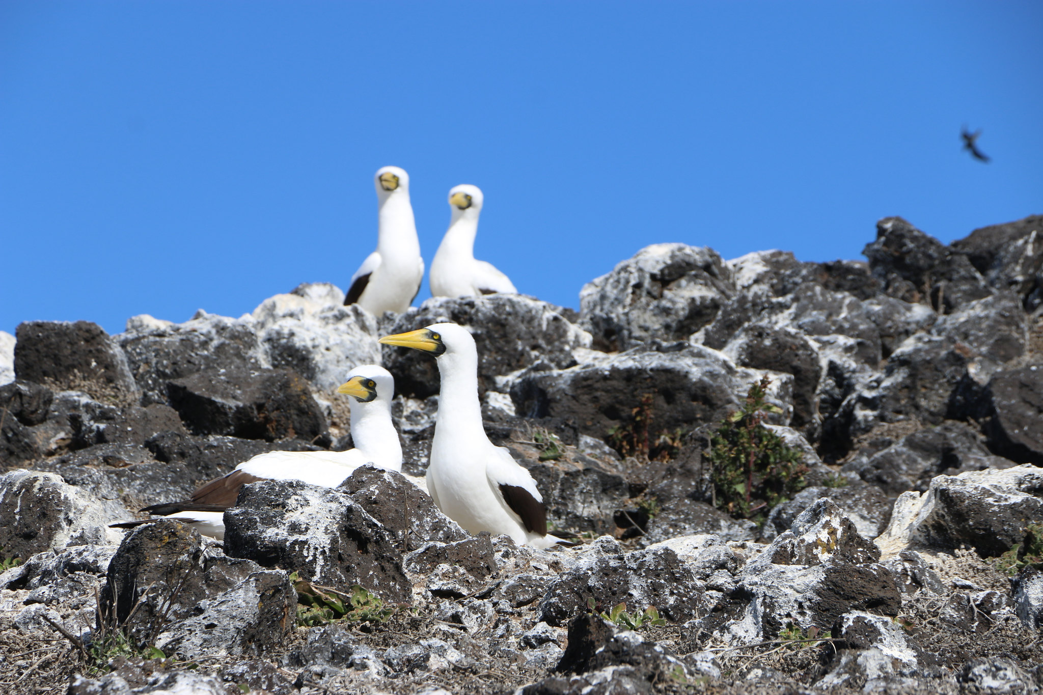 masked terns on guano covered rocks give nutrients back to the land