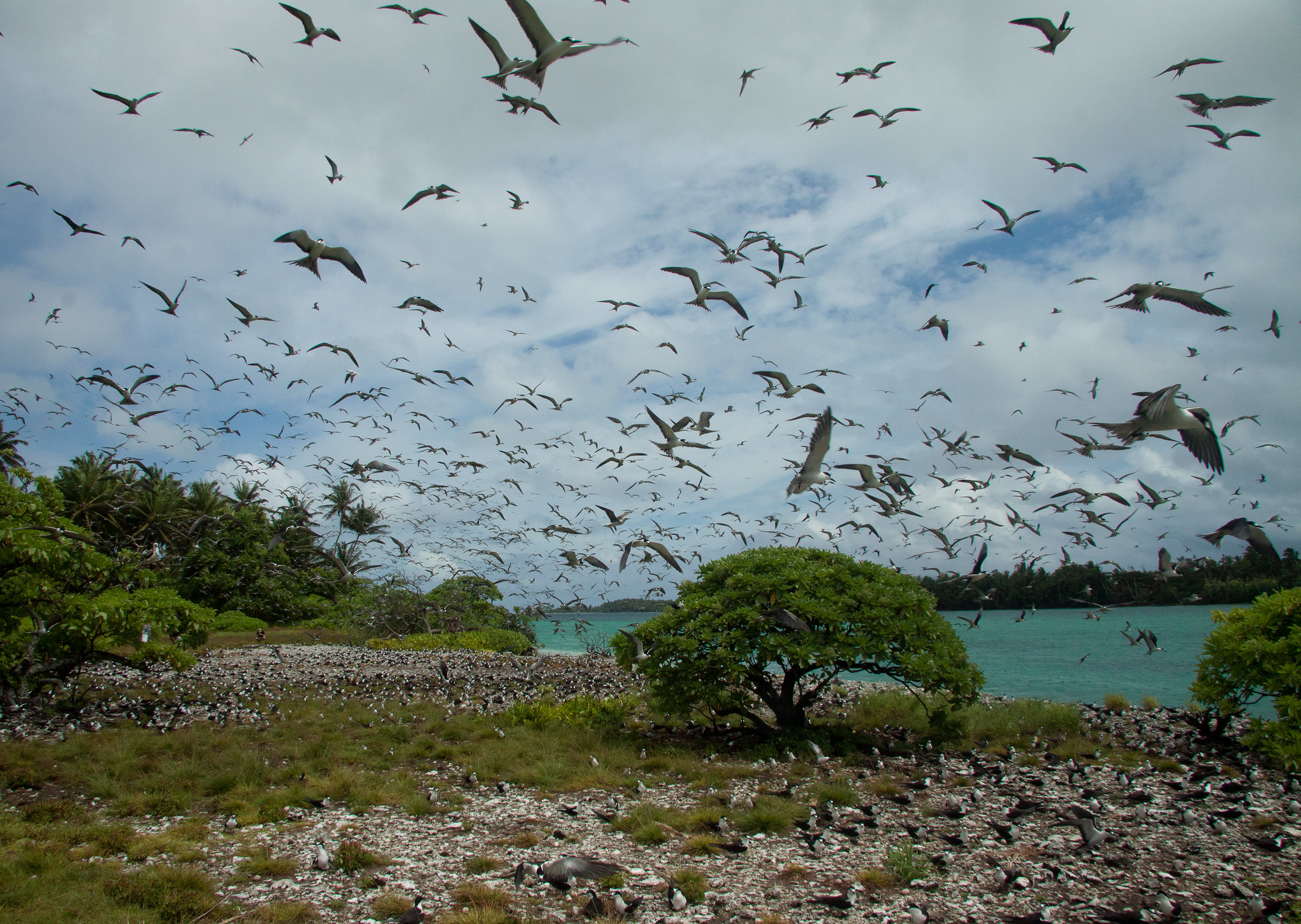 sooty tern colony on Palmyra atoll