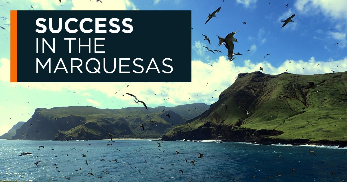 Press Release: First Successful Rat Removal Project in the Marquesas Protects Seabird Populations