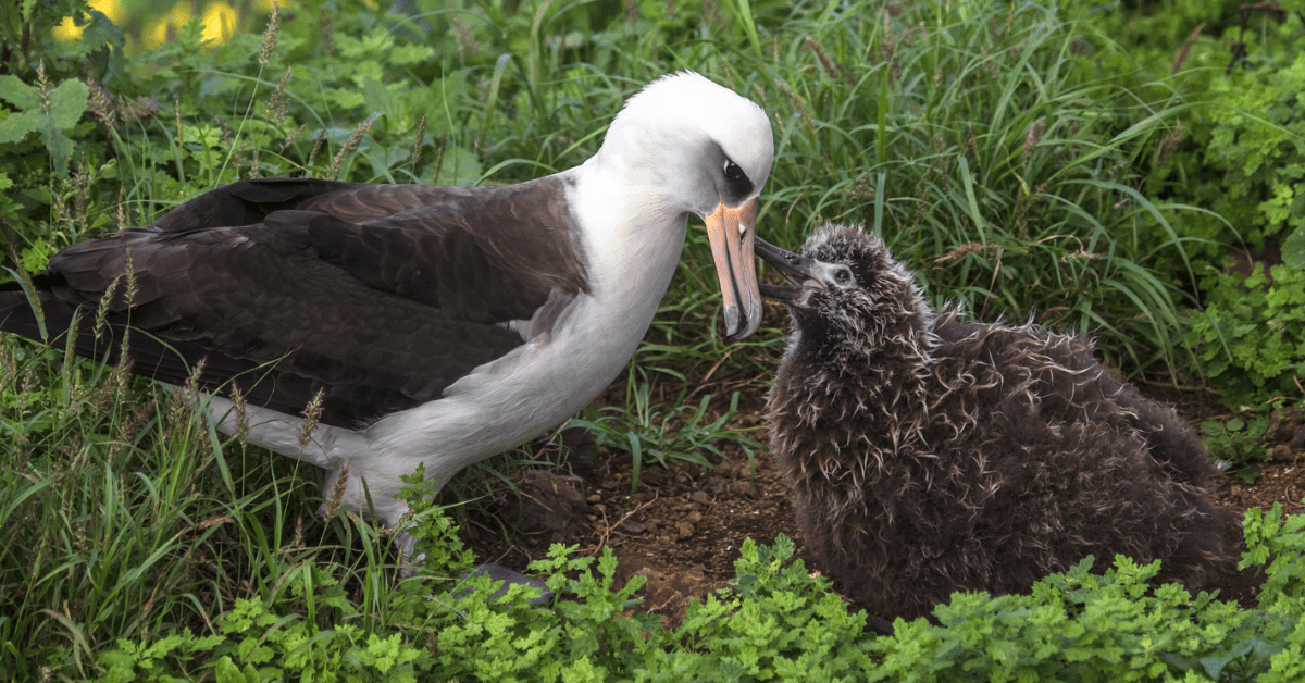 The birds are back! How rat-free Lehua Island is transforming into a seabird paradise once again