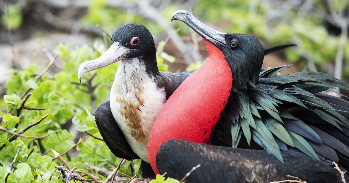 Press Release: Invasive Rodents No Longer Threaten Wildlife on Seymour Norte Island and Mosquera Islet