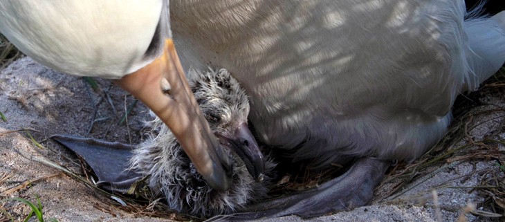 Wisdom’s Newest Chick: One of Three Million Reasons to Restore Midway Atoll