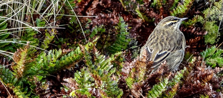 Birds and Insects Perking up on Antipodes Island after Restoration Project