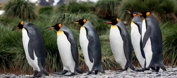 National Geographic Highlights the Successful Removal of Invasive Rats on South Georgia Island