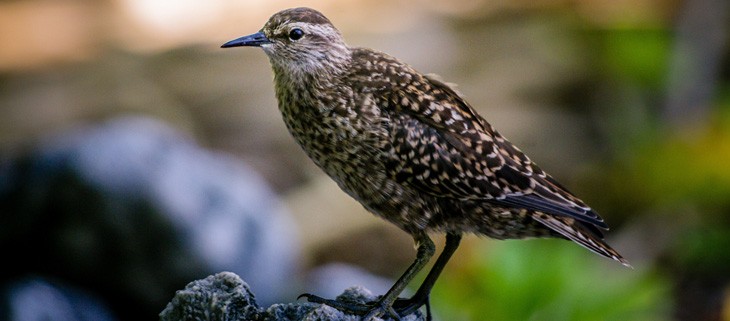 Birds Thrive Five Years After Restoration on Acteon and Gambier Islands